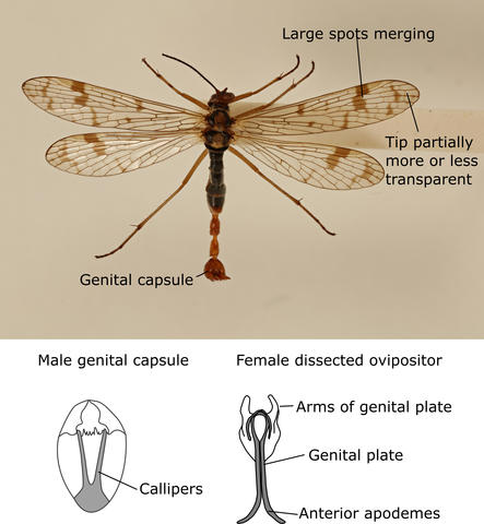 Panorpa cognata