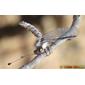 Insecto // Owlfly (Bubopsis agrionoides)