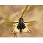Libelloides cunii