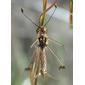 Insecto // Insect (Deleproctophylla dusmeti)