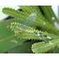 Chasmoptera hutti