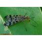 Mosca-escorpião // Scorpion Fly (Panorpa meridionalis)