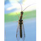 Insecto // Snakefly (Fibla hesperica)