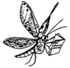 Lacewings and Allies Recording Scheme